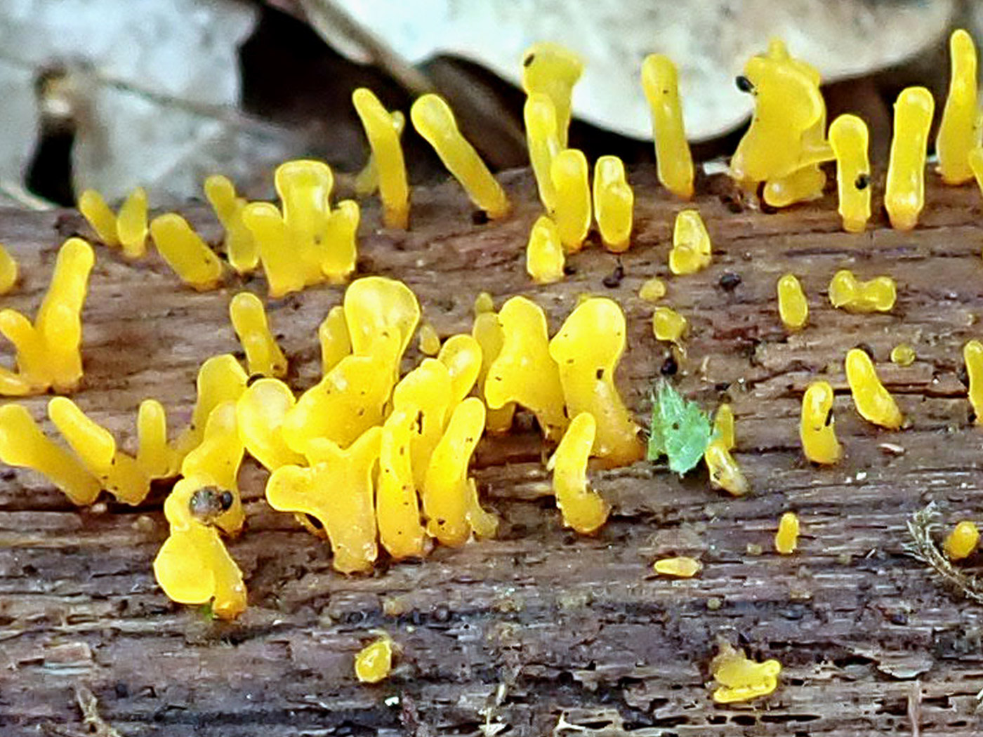Photo by Penny Cullington Calocera glossoides by Penny Cullington